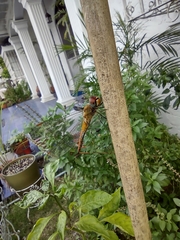 Pantala flavescens