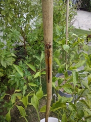 Pantala flavescens