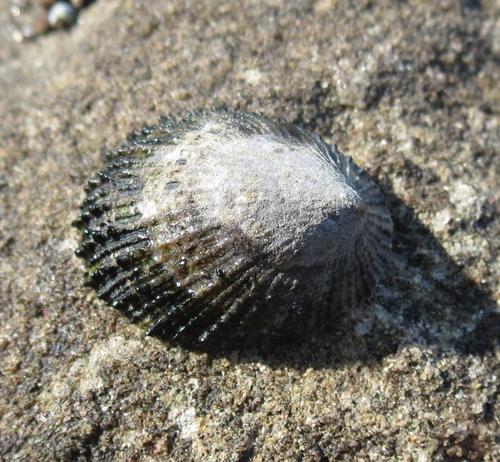 Helcion pectunculus