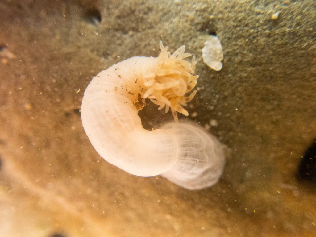 Isoparactis ferax