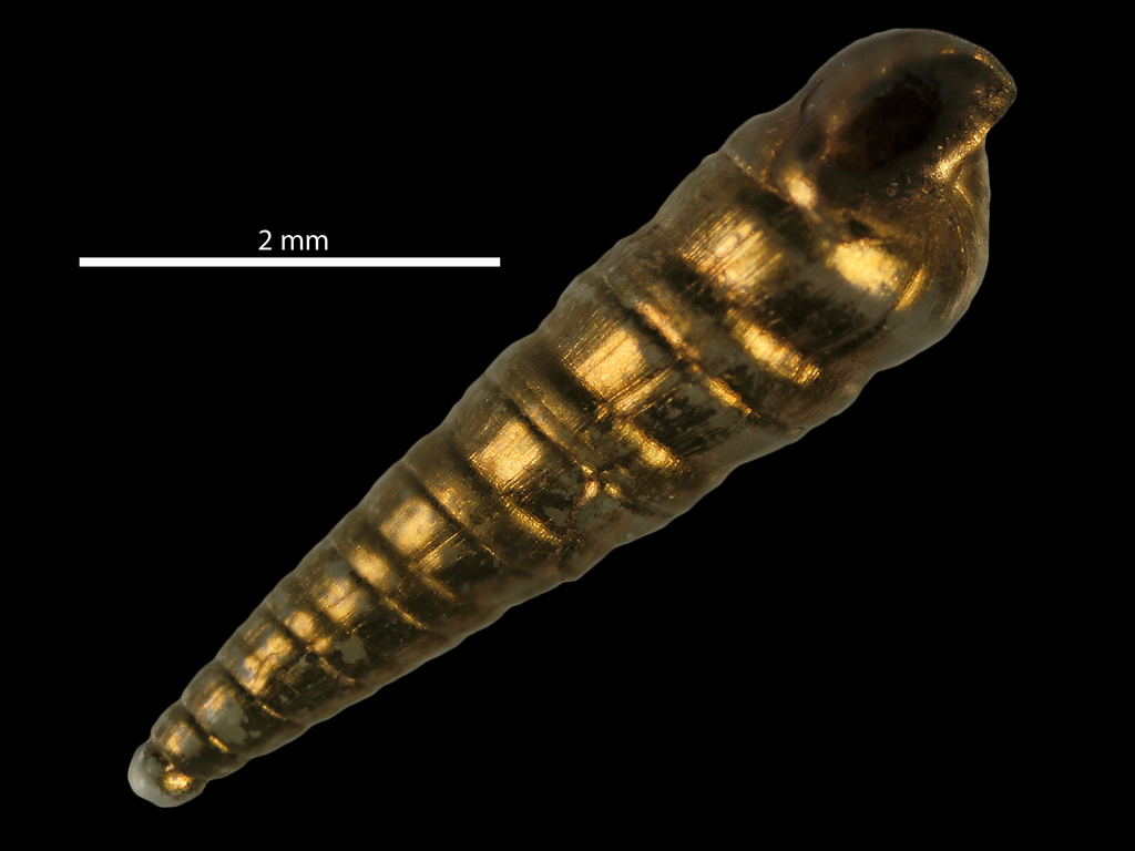 Eulimella