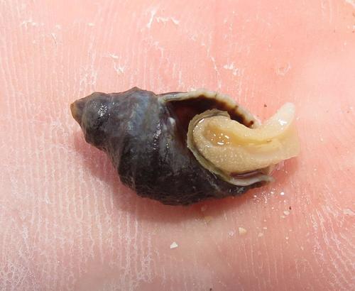 Nucella dubia