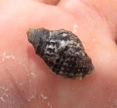 Nucella dubia