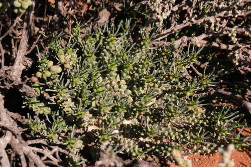 Euphorbia brakdamensis