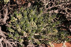 Euphorbia brakdamensis