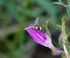 Ischiodon aegyptius