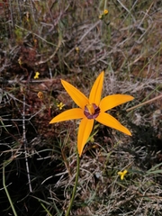 Pauridia canaliculata