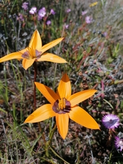 Pauridia canaliculata