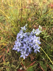 Lomatogonium carinthiacum
