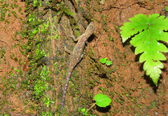 Cnemaspis flaviventralis