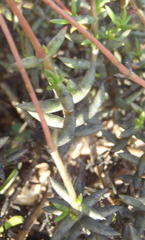 Crassula tetragona