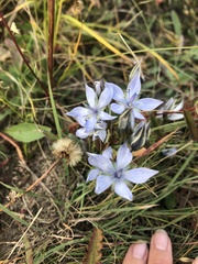 Lomatogonium carinthiacum