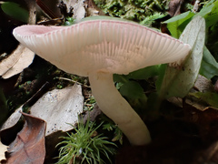Russula maculata