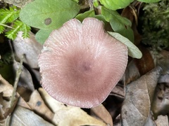 Russula maculata