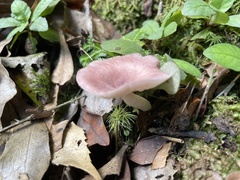 Russula maculata