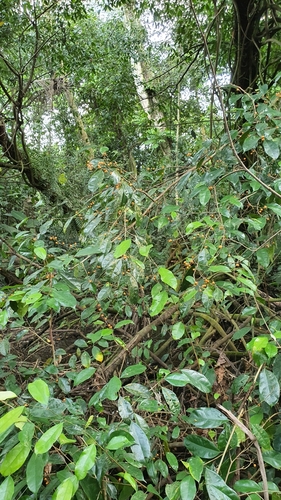 Ficus heteropleura (Ficus heteropleura)