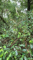 Ficus heteropleura