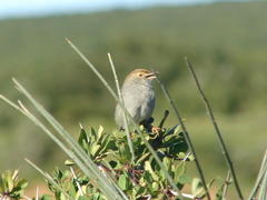 Cisticola fulvicapilla fulvicapilla