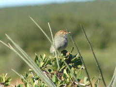 Cisticola fulvicapilla fulvicapilla