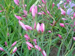 Hesperantha cucullata