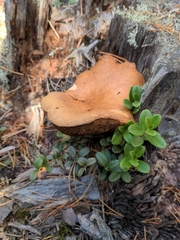 Agaricomycetes