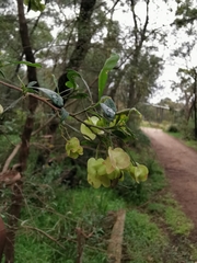 Dodonaea viscosa cuneata