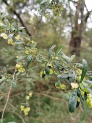 Dodonaea viscosa cuneata