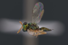 Inkaka quadridentata