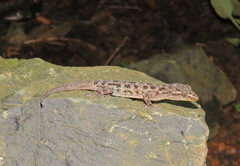 Hemidactylus varadgirii