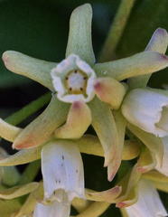 Cynanchum natalitium