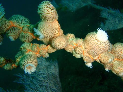 Nemanthus nitidus