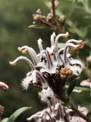 Grevillea sphacelata