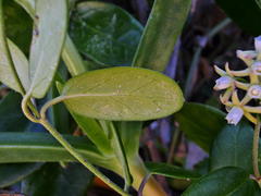 Cynanchum natalitium