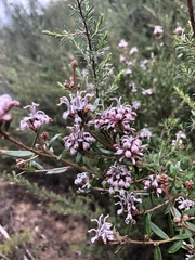 Grevillea sphacelata