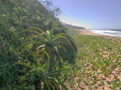 Cynanchum natalitium