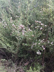 Grevillea sphacelata