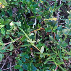 Cynanchum natalitium