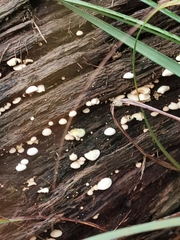 Panellus luxfilamentus