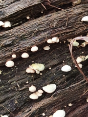 Panellus luxfilamentus