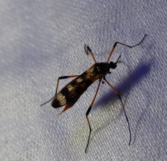 Gynoplistia bella