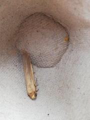 Eilema marcida