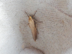 Eilema marcida