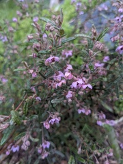 Thomasia angustifolia