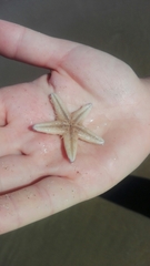 Astropecten irregularis