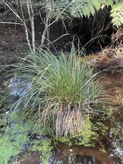 Carex virgata