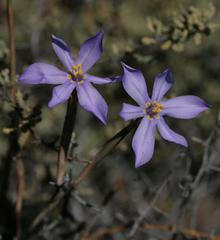 Moraea crispa