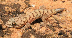 Pachydactylus affinis