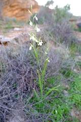 Hesperantha bachmannii