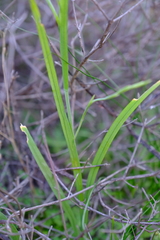 Hesperantha bachmannii