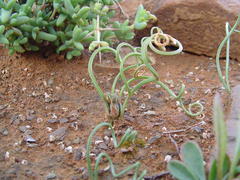 Albuca concordiana